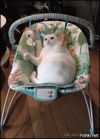 Солянка гифок