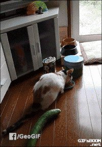 Если бы сам такое живьём не видел, то решил бы, что кошку на верёвочках подняли...