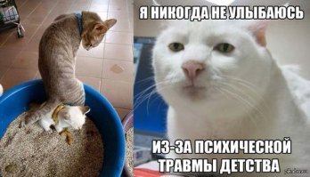 я нашел его кота, у них походу одна проблема.