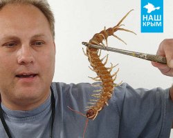 На самом деле на первом фото - безопаснейшее существо, а вот тварь со второго запросто может залезть в твой тапочек и пожелать тебе доброго утра!