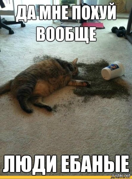 Коты и их люди