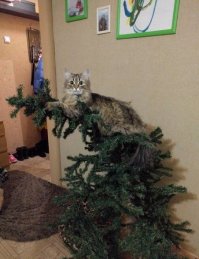 Тролль гнет ель!