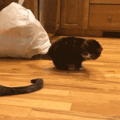 170cf70ec41460f3cd04c841ba1a3c06.gif