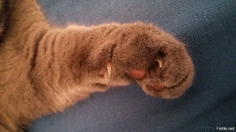 Обидел котейку..получай кошачье фи.