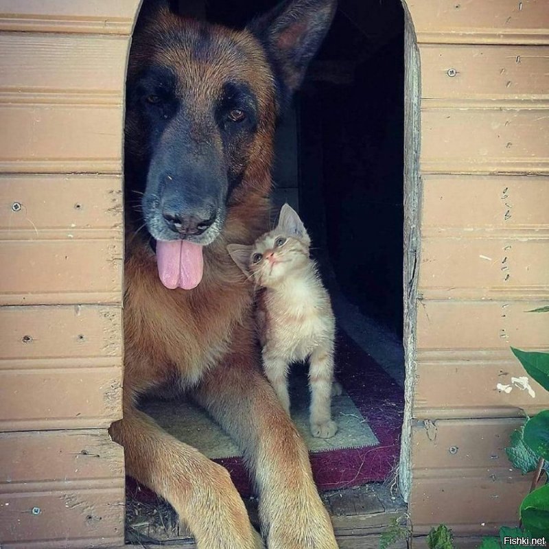 40 позитивных картинок, которые скрасят ваш день