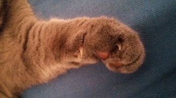 Ну так КРАСИВО просит...((( вспомнился песец - попрошайка.
НУ РАЗВЕ МОЖНО ОТКАЗАТЬ???
В Турции котов любят.