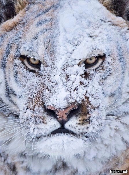 Еще одного котика вам в ленту...