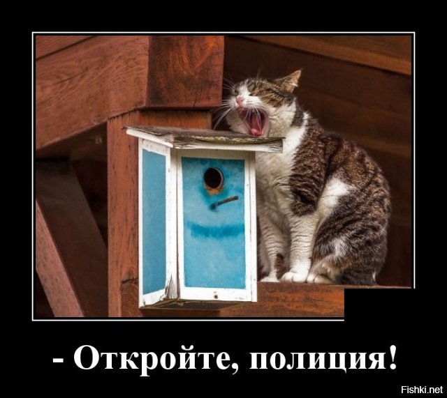Образ кошки в демотиваторах