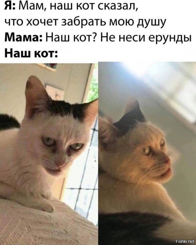 Прикольные и смешные картинки