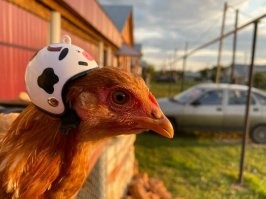 Прикольные и смешные картинки