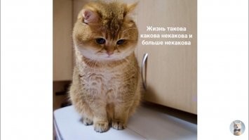 Прикольные и смешные картинки