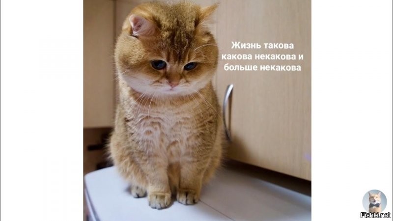 Прикольные и смешные картинки