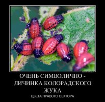 Солянка политическая #16