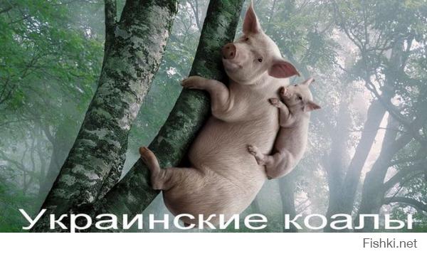 Трогательные моменты из жизни животных и их детёнышей
