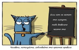 Правила кошачьего этикета