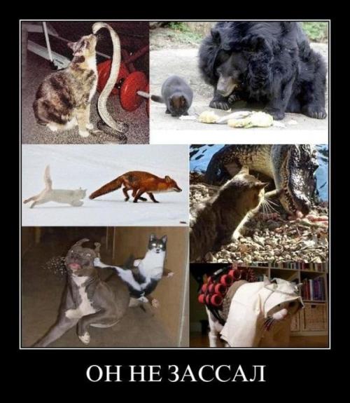 Комбо удар от кота - пес не ожидал!