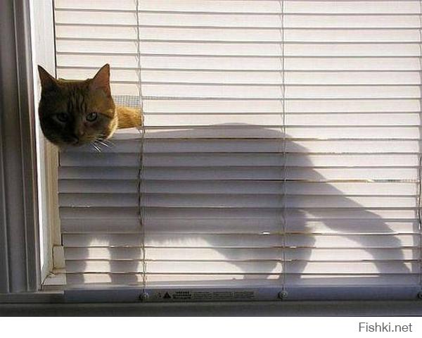 Коты, которые застряли