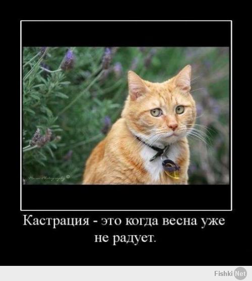 Печальный кот