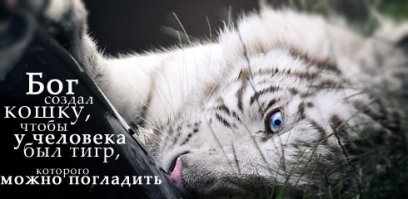 Демониваторы про котов