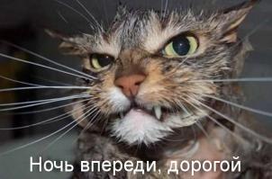 Одесские коты