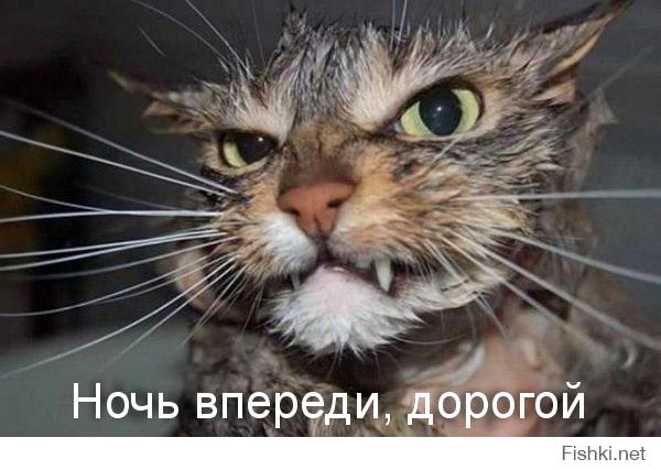 Одесские коты