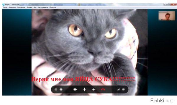 Злопамятный кот