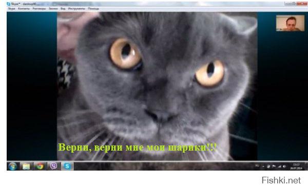Злопамятный кот