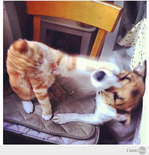 Котейки и пёсики