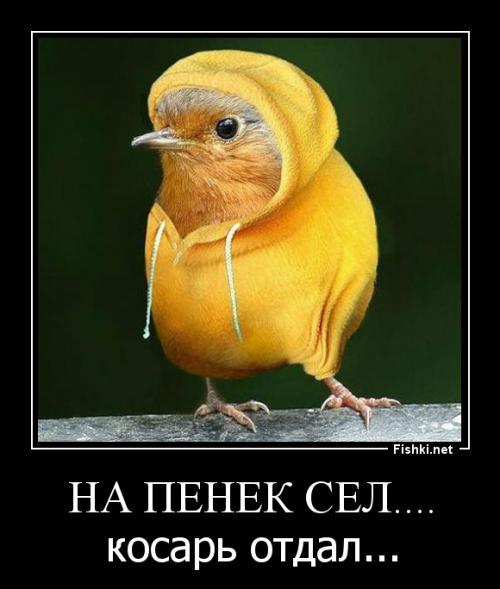 Птичка троллит кота