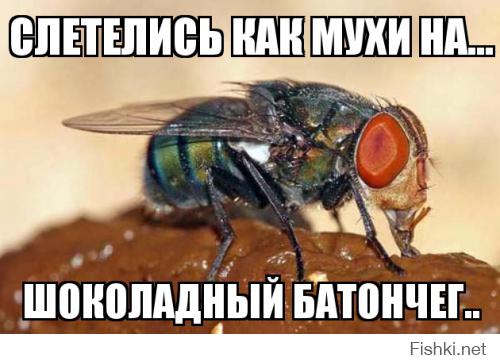 Висконсин заполонили миллионы древних насекомых
