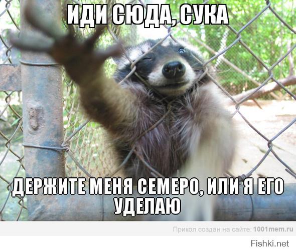 Еноты