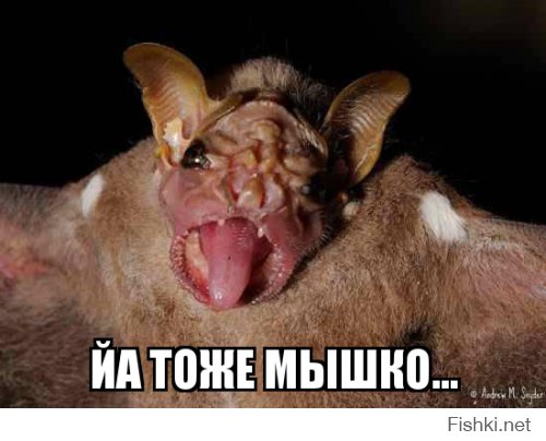 Фото милых мышат