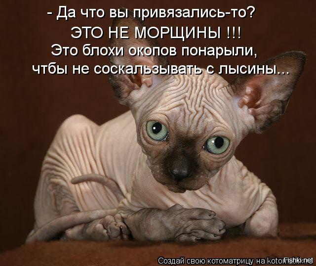 Демониваторы про котов