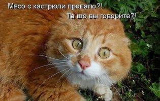 Демониваторы про котов