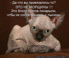 Демониваторы про котов
