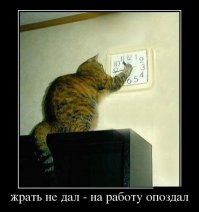 Демониваторы про котов