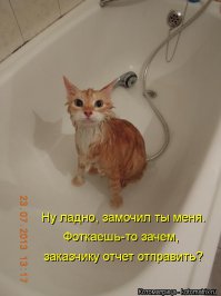 Демониваторы про котов