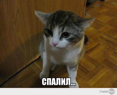 найди кота