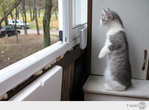 Моё котэ