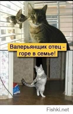 Нормальный деревенский кот