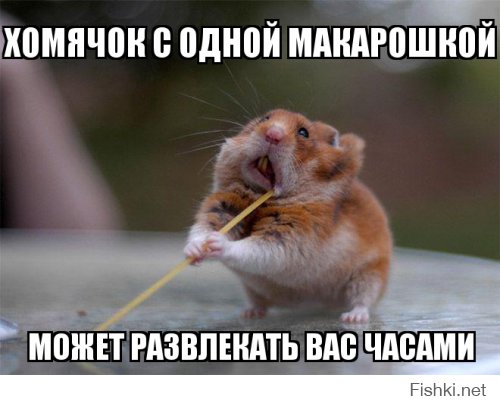 Щекастые хомяки