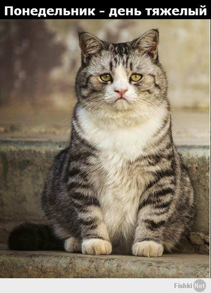Печальный кот