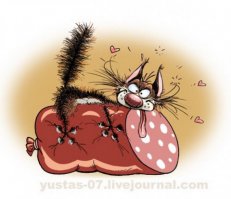 Беспородные коты, кошки и котята
