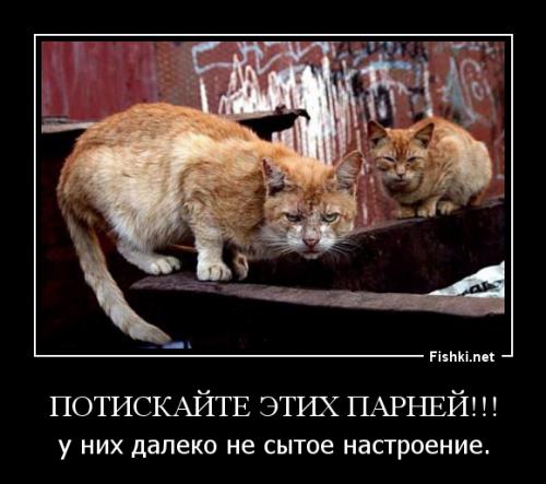 Терпение домашних животных