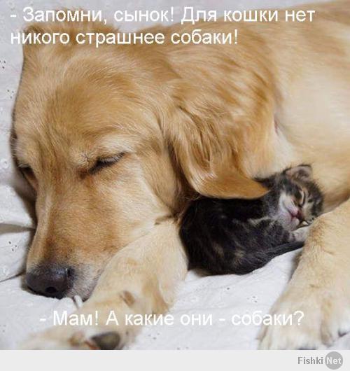 Отвергла мама - приютил золотой ретривер...