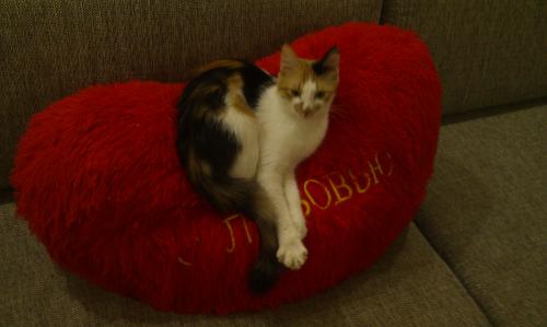 Эт моя котэ )))