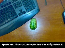 Небывалый урожай арбуза в Крыму.