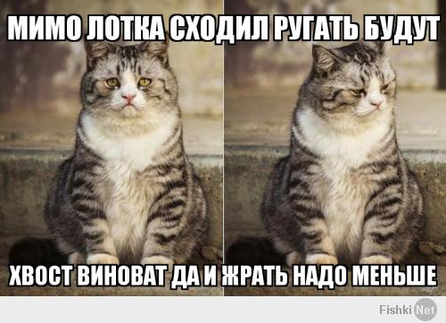 Печальный кот