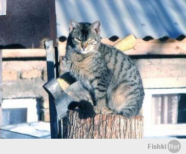 Деревенский кот Васька! И ...?