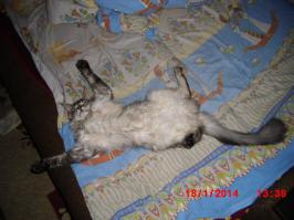 мой кошак постоянно так спит